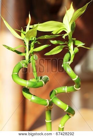 bamboo