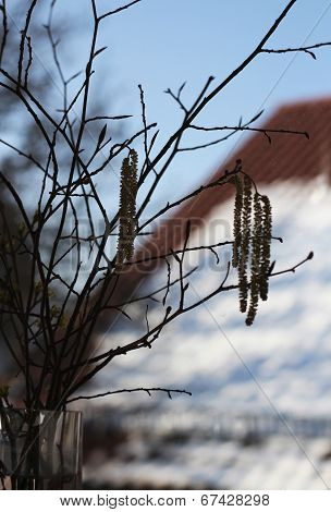 birch branches