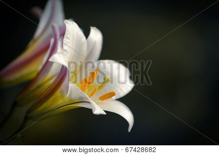 White lily