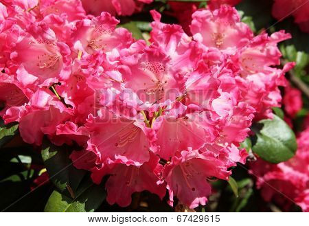 rhododendron