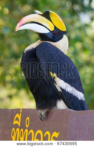Great Hornbill