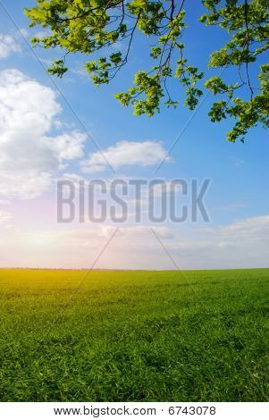 字段