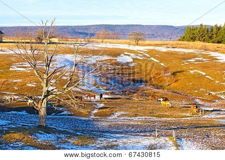 Wintry valley with grazing horses.
