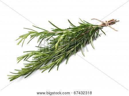 Rosemary Branch