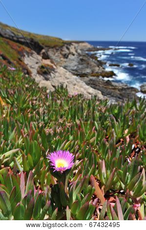 Landscape With Flower And Pacific Ocean At Garrapata State Park