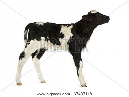 Belgian blue calf isolated on white