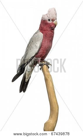 Rose-breasted Cockatoo (2 years old) perched on a branch, isolated on white