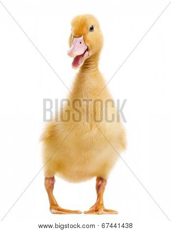 Duckling (7 days old) quacking, isolated on white