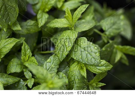 Mentha, also known as mint.