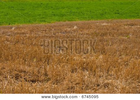 Golden Stroh und Green Grass