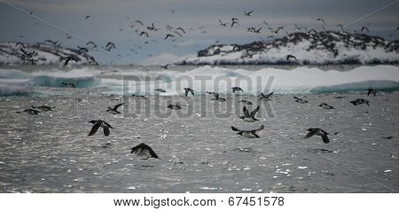 Many guillemots taking off over water