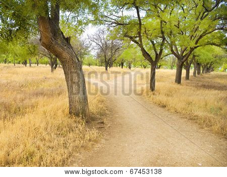Small Road To The Park