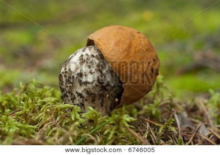 Orange czapka Borowik
