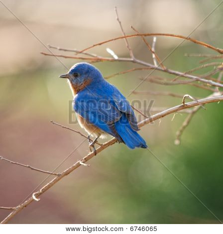 Eastern Bluebird