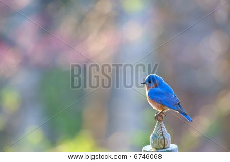Eastern Bluebird