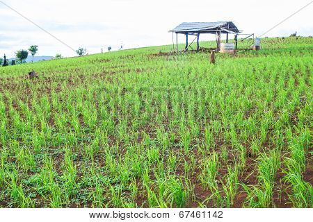 Green Crops Growing Rainfed Mountain.
