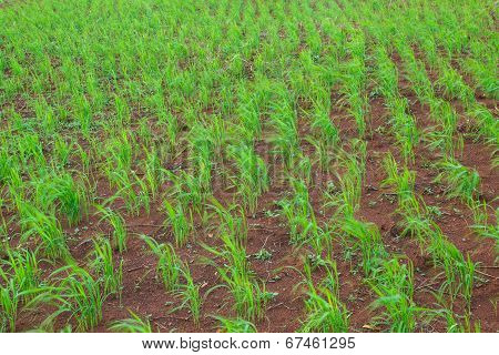 Green Crops Growing Rainfed Mountain.