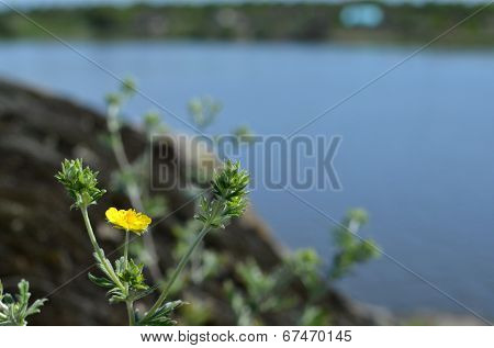 Flowers and grass in the forest
