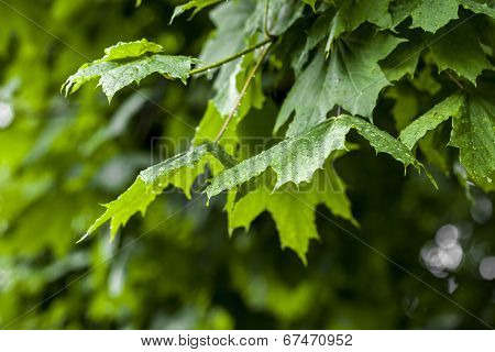 The Branch Of Maple Closeup