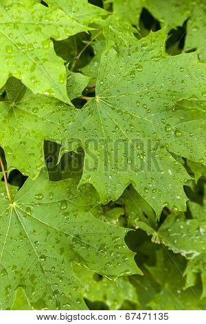 The Branch Of Maple Closeup