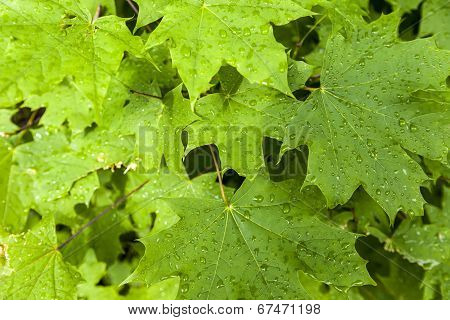 The Branch Of Maple Closeup