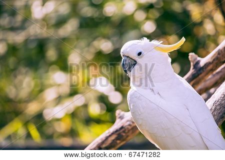 Close Up Of Yellow Crested Cockatoo With Blurred Foliage Background