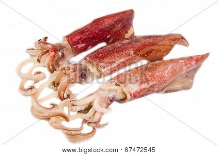 Fresh Squid Isolated On White Background