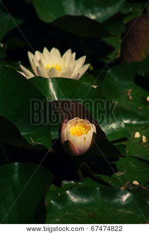 Water Lily