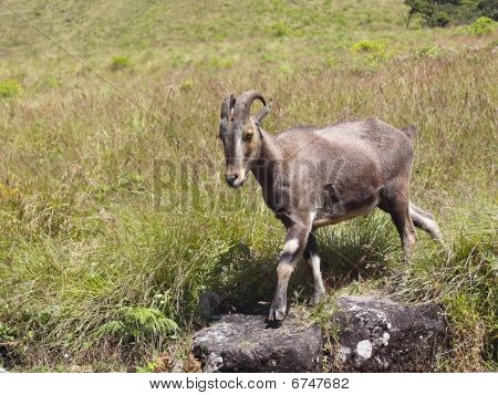 Nilgiri Tahr