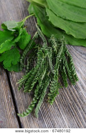 Medicinal herbs on table close-up