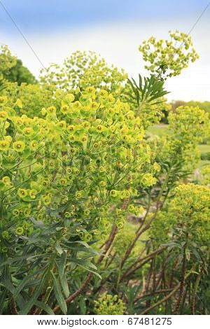 Wood Spurge - Euphorbia Amygdaloides Two Flower Spikes