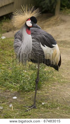 Crane Bird