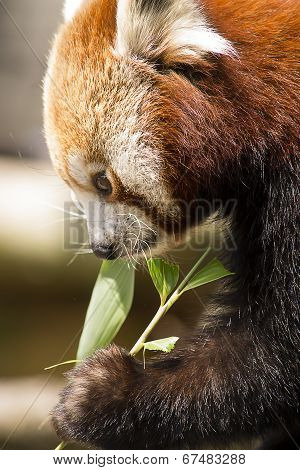 Red Panda Eating