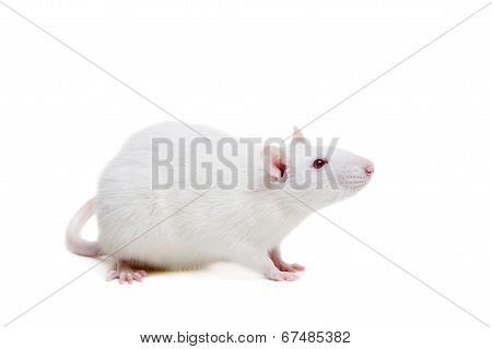 White laboratory rat on white