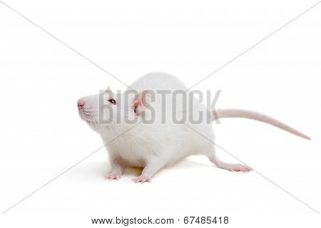 White laboratory rat on white