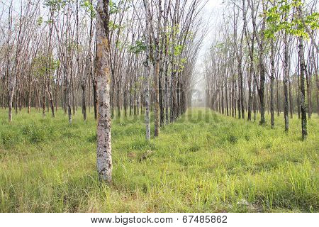 Rubber Plants