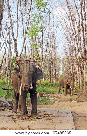 Elephants On Rubber Tree Plantation