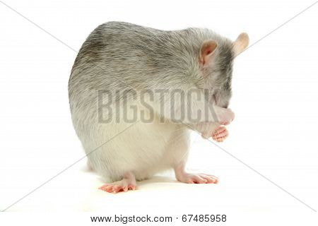 White laboratory rat on white