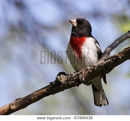 Inquiring Rose-Breasted Grosbeak