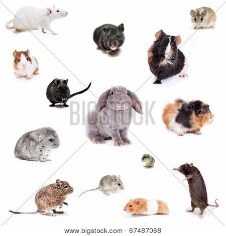 Set different spieces of rodents