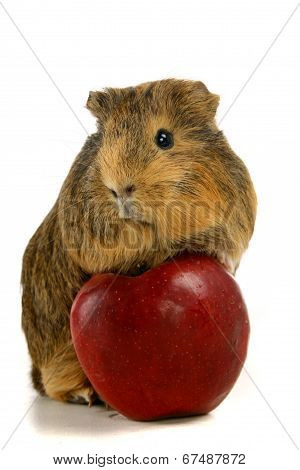 Guinea pig eats an apple
