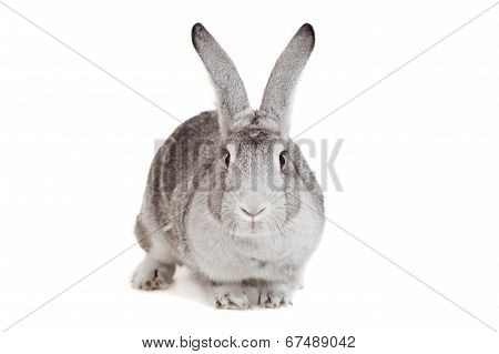 Big grey rabbit on a white