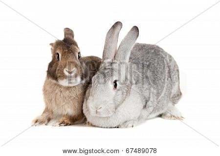 Two rabbits on a white background