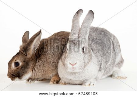 Two rabbits on a white background