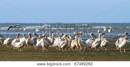 Great Pelican Colony At Meleaua
