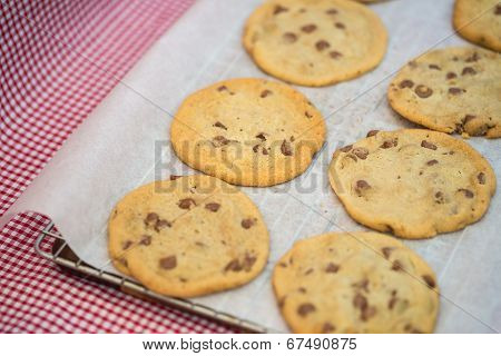 Beautiful Fresh Hand Made Chocolate Chip Cookies