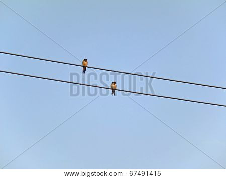 birds