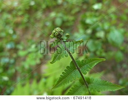fern