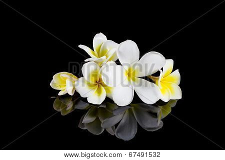 Frangipani Flower Isolated On Black Background