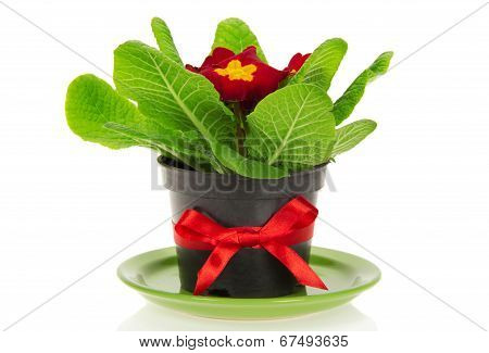 Pot with primrose, decorated by bow